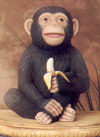 Monkey with Banana